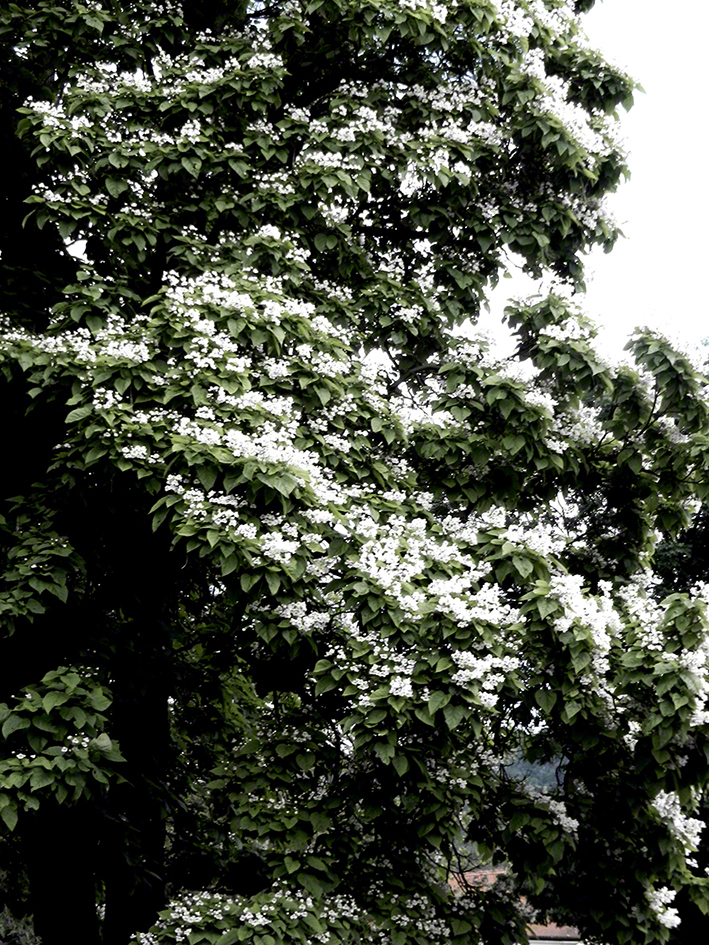 Lepoglava, Trompetenbaum-Catalpa