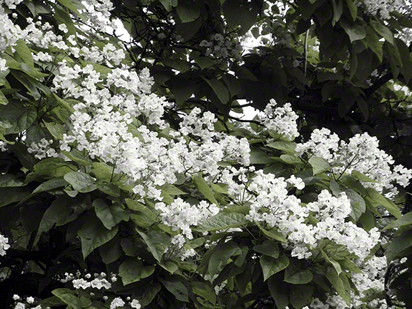 Lepoglava, Trompetenbaum-Catalpa