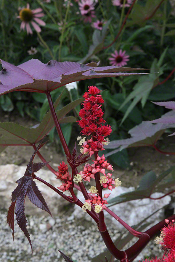 Zagreb-Botanischer Garten 2014