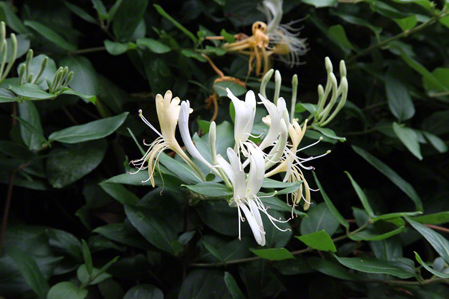 Zagreb-Botanischer Garten 2014