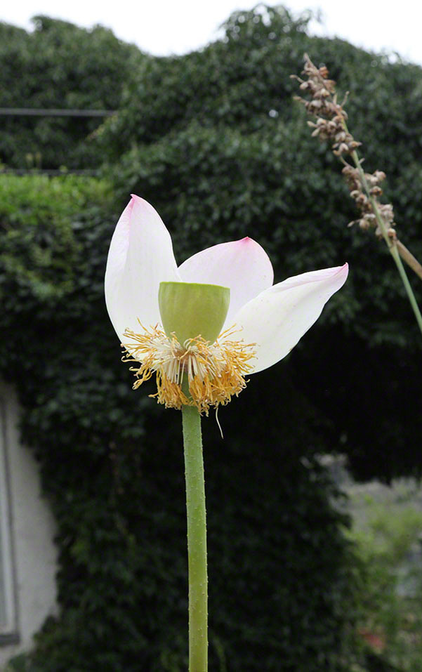 Zagreb-Botanischer Garten 2014 - Lotosblume - Nelumbo