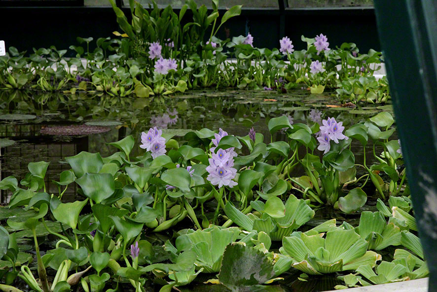 Wasserhyazinthen (Eichhornia)