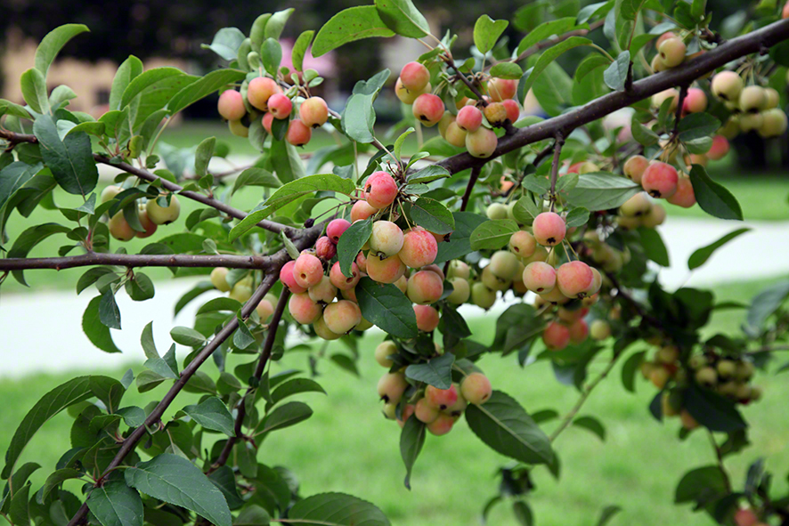 Schloß Butschowitz - Bučovice 