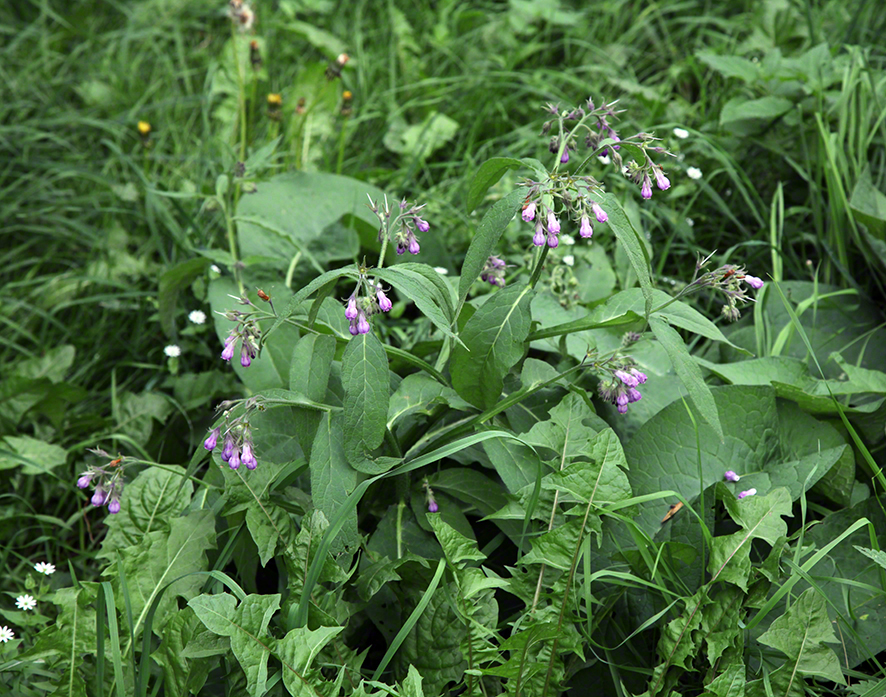 Schloß Butschowitz - Bučovice 