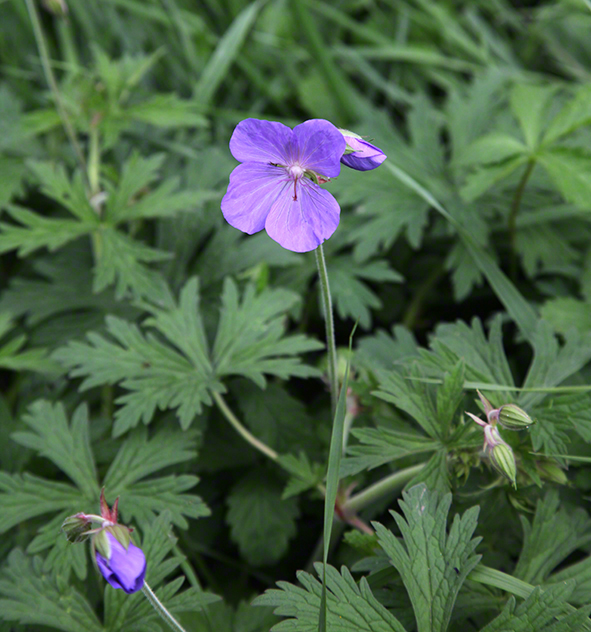 Schloß Butschowitz - Bučovice 