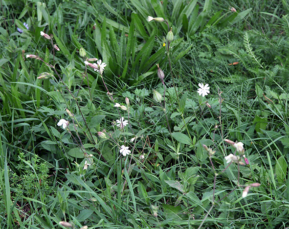 Schloß Butschowitz - Bučovice 