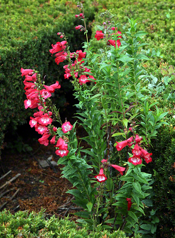 Schloß Milotitz / Milotice - Mähren