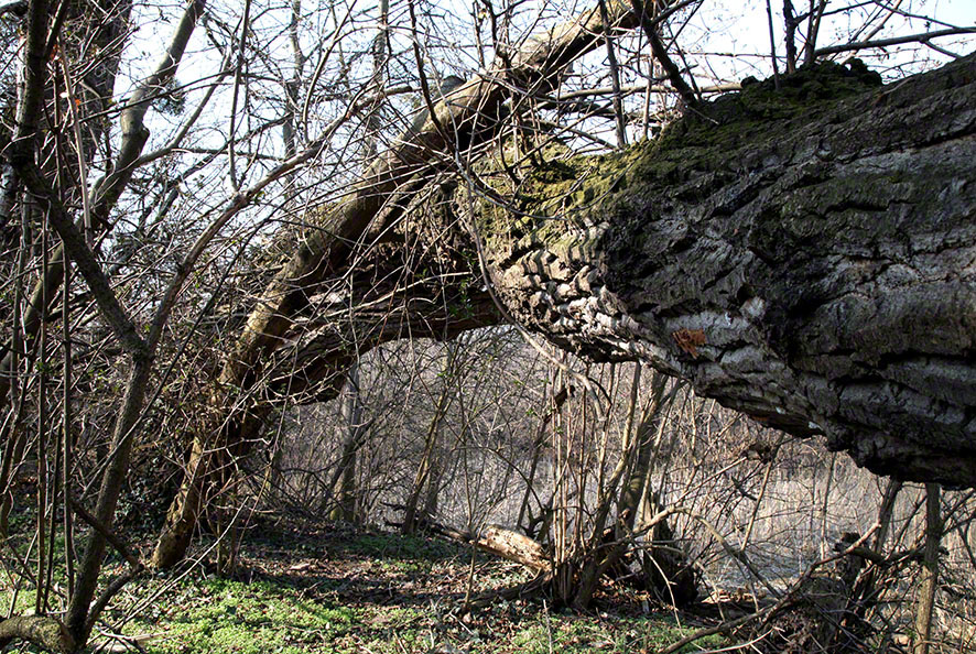 Lusthauswasser, Baum