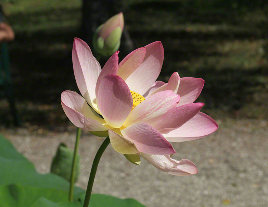 Lotosblume im Botanischen Garten in Wien