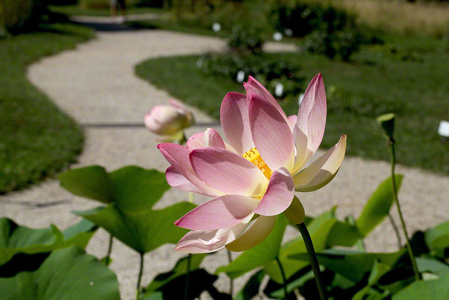 Lotosblume im Botanischen Garten in Wien