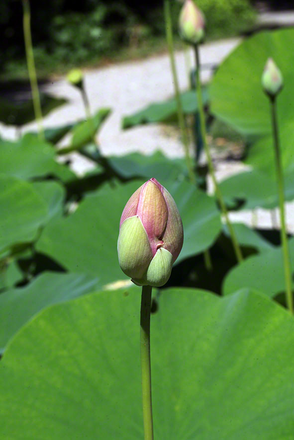 Lotosblume im Botanischen Garten in Wien