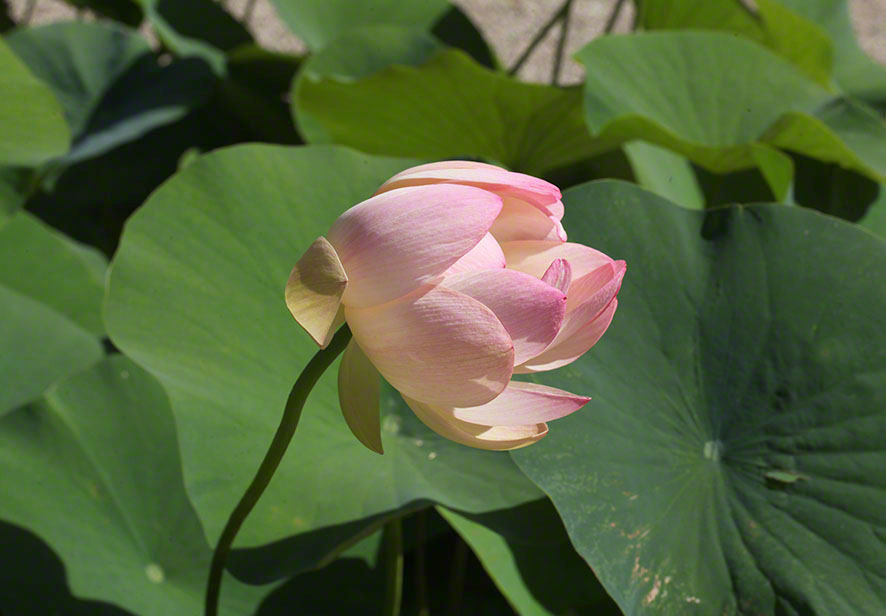 Lotosblume im Botanischen Garten in Wien