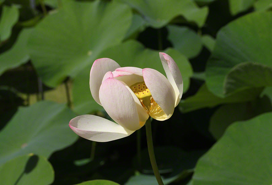 Lotosblume im Botanischen Garten in Wien