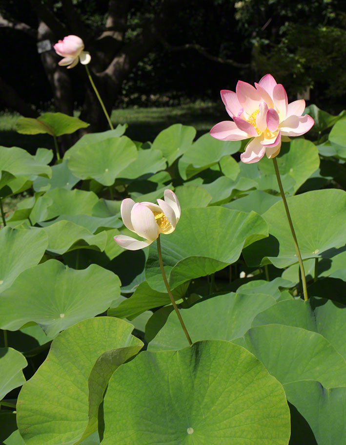 Lotosblume im Botanischen Garten in Wien