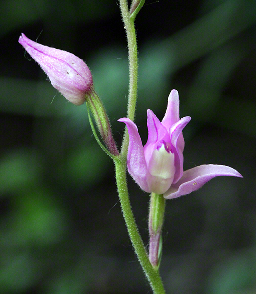 Orchidee - rotes Waldvöglein