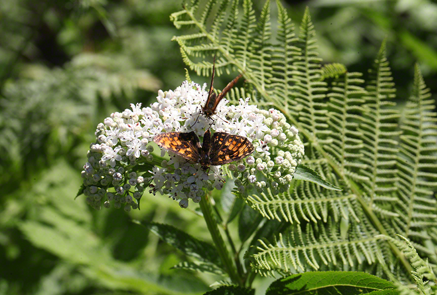 Scheckenfalter - Aflenz