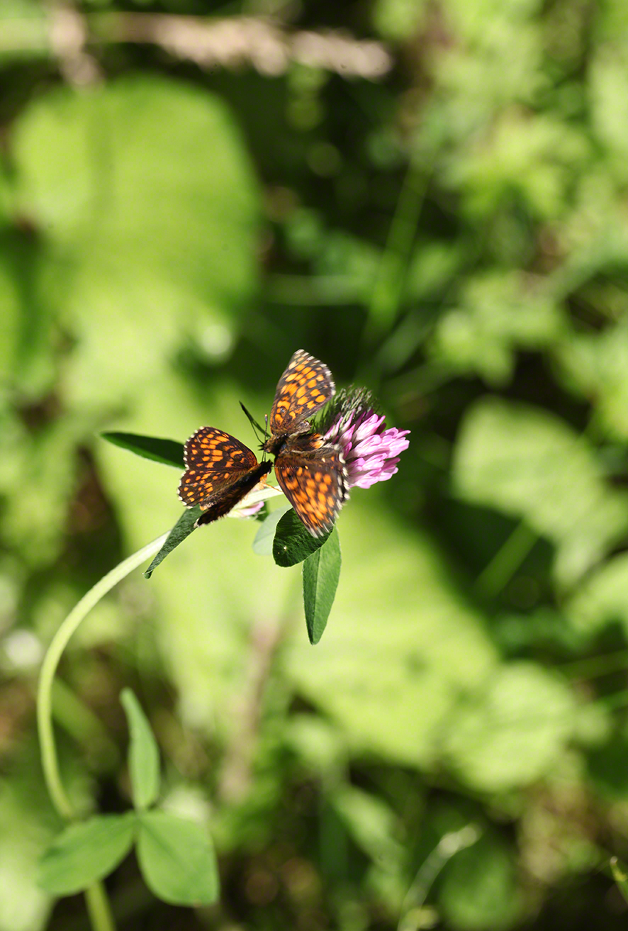 Scheckenfalter - Aflenz