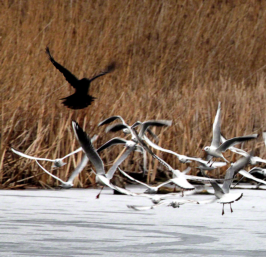 Lusthauswasser Möwen