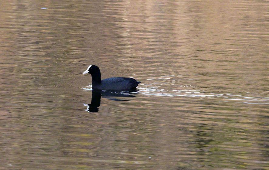 Prater, Lusthauswasser, Blässhuhn