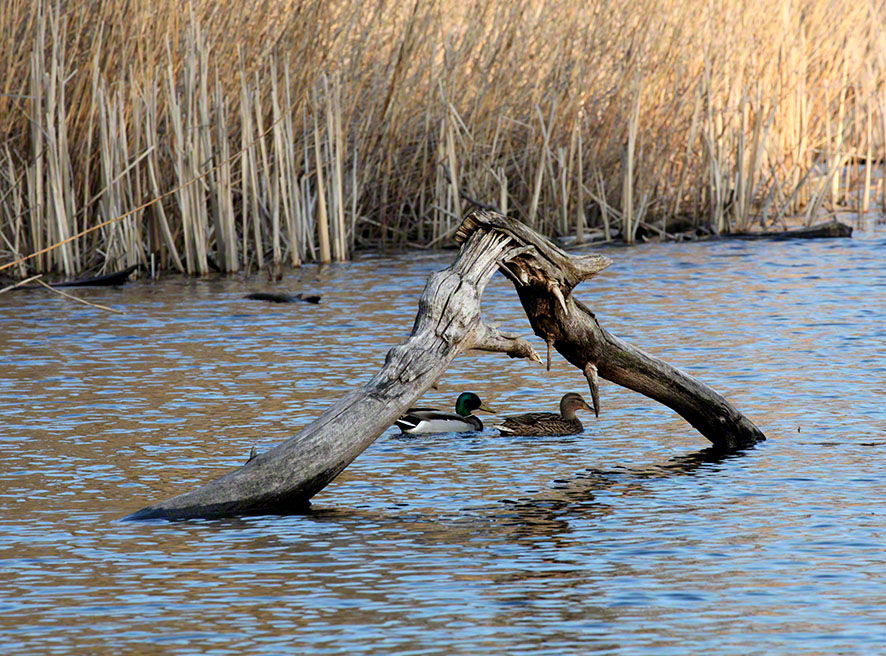 Prater, Lusthauswasser