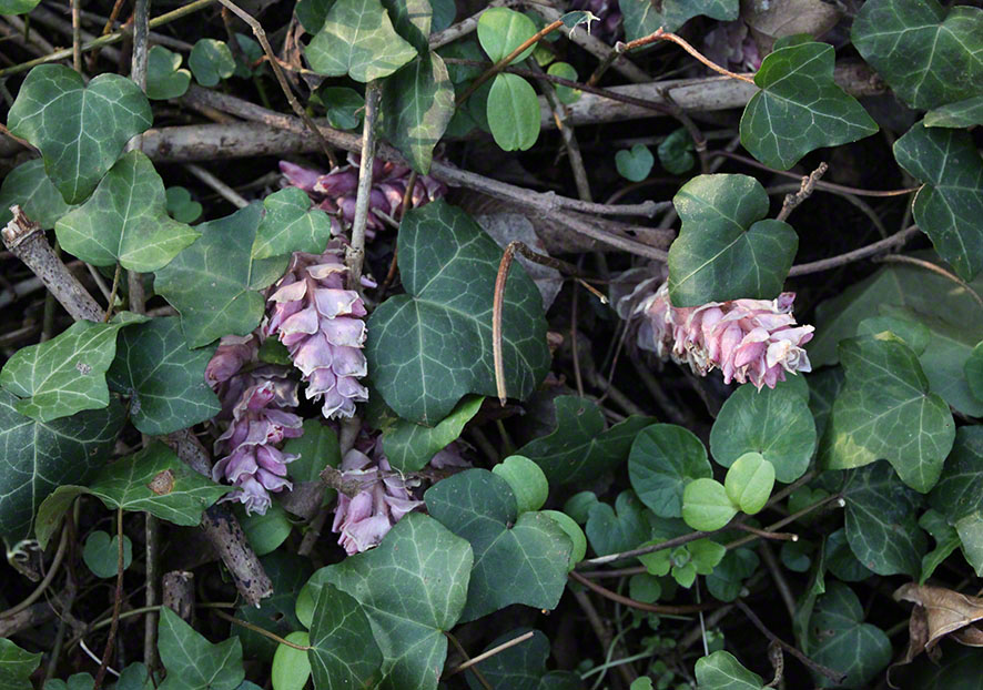 Prater, Lusthauswasser, Schuppenwurz
