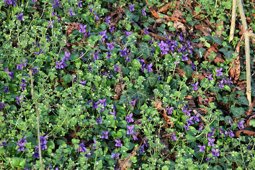 Prater, Lusthauswasser, Märzveilchen