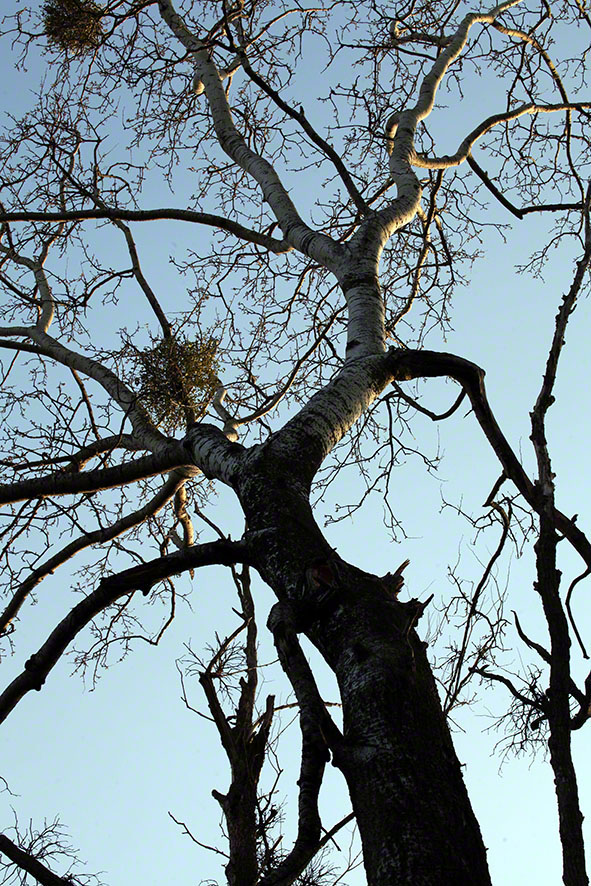 Prater, Lusthauswasser, Baum mit Mistel