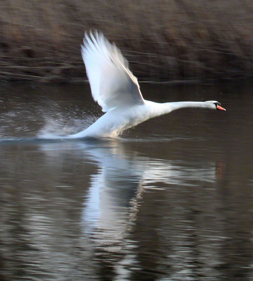 Prater, Lusthauswasser, Schwan