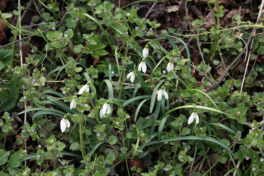 Prater, Lusthauswasser, Schneeglöckchen