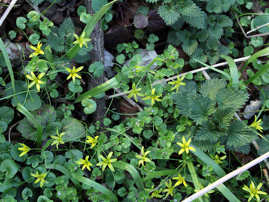 Prater, Lusthauswasser, Gelbstern