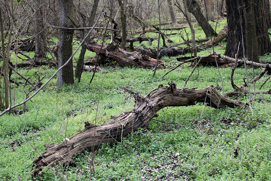 Prater, Lusthauswasser, gestürzte Bäume