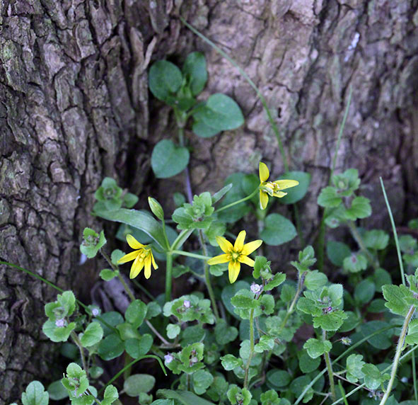 Prater, Lusthauswasser, Gelbstern