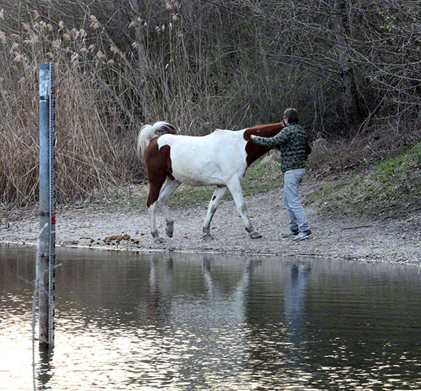 Prater, Lusthauswasser, Pferdetränke