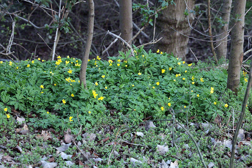 Prater, Lusthauswasser, Buschwindröschen