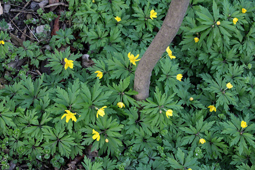 Prater, Lusthauswasser, Buschwindröschen