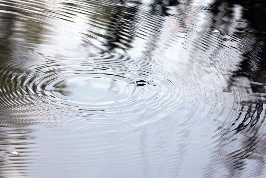 Lusthauswasser, Wasserläufer