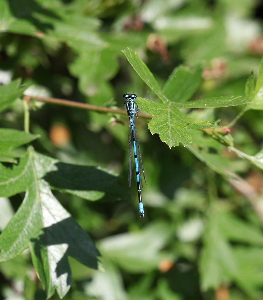 Lusthauswasser, Libelle