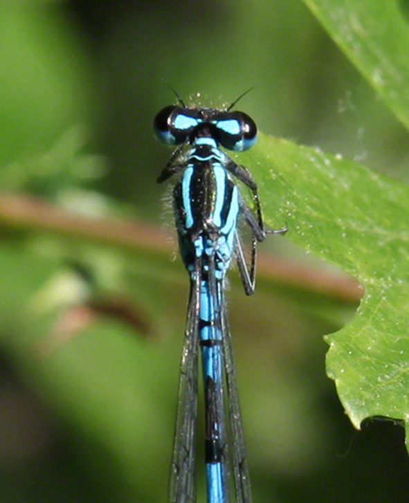 Lusthauswasser, Libelle