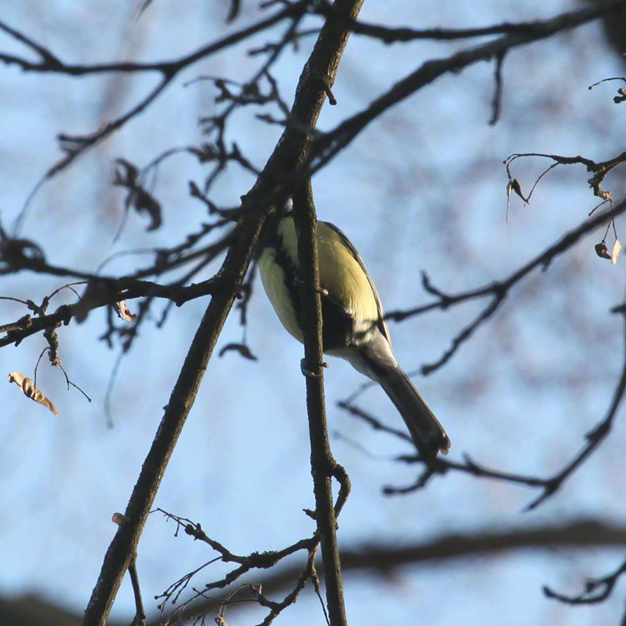 Lusthauswasser, Meise?