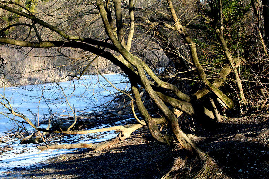 Lusthauswasser, vereist