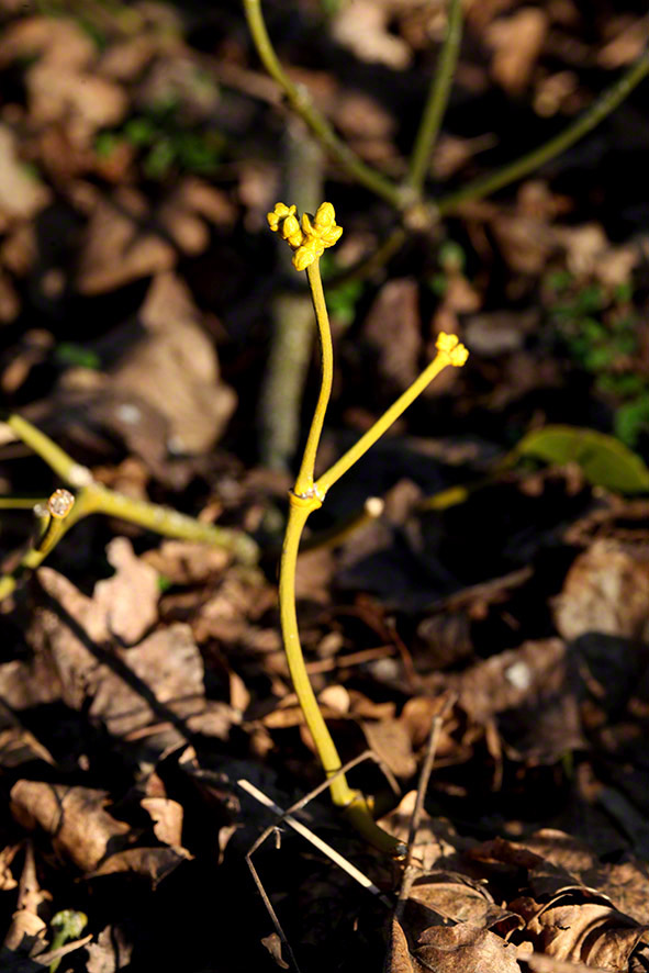 Lusthauswasser, Mistel