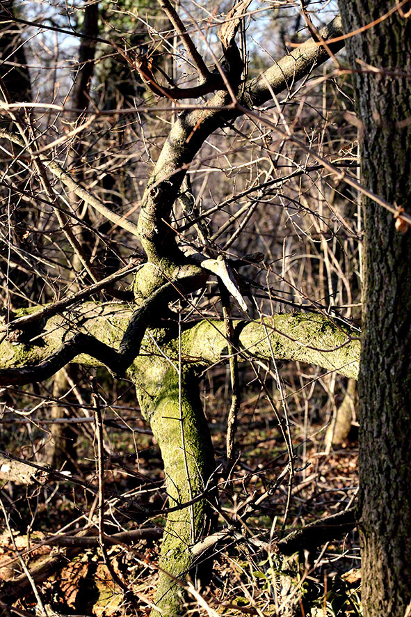 Lusthauswasser, vereist