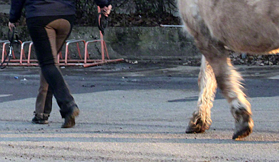 Lusthauswasser, Pferde