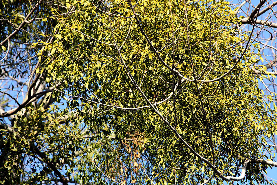 Lusthauswasser, Misteln