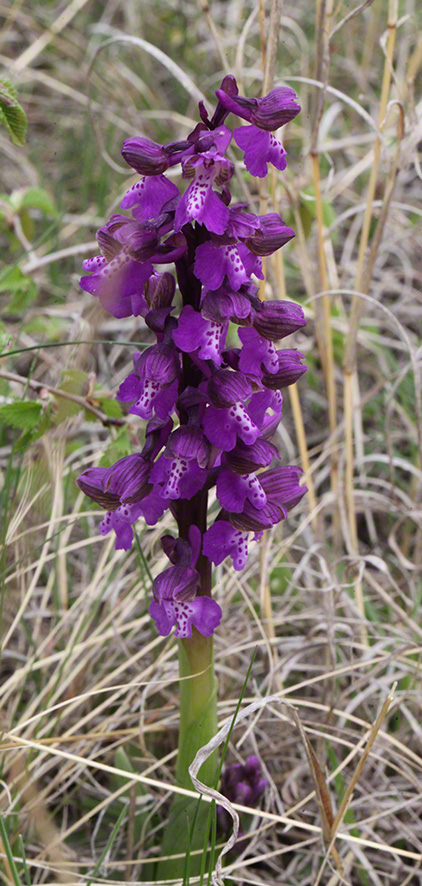 Kleines Knabenkraut - orchis morio