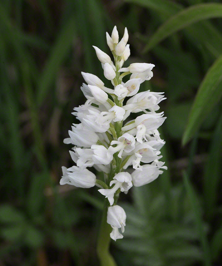 Helm-Knabenkraut - orchis militaris