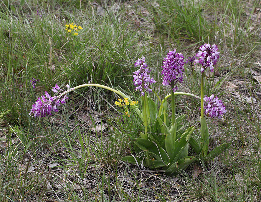 Helm-Knabenkraut - orchis militars