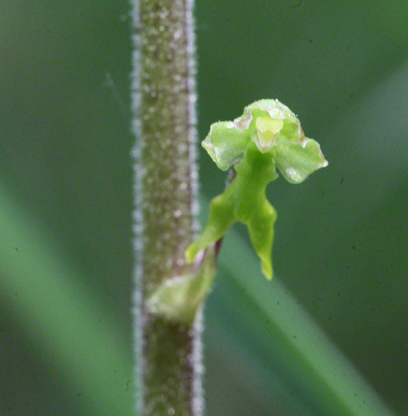 Großes Zweiblatt - Listera ovata