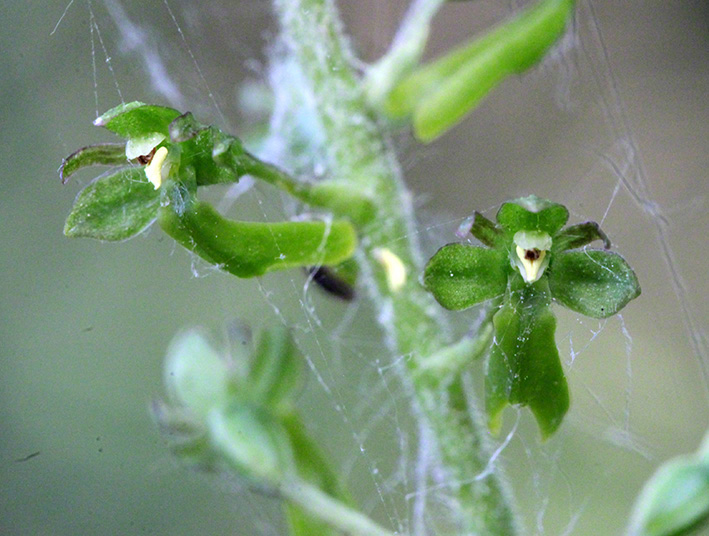 Großes Zweiblatt - Listera ovata
