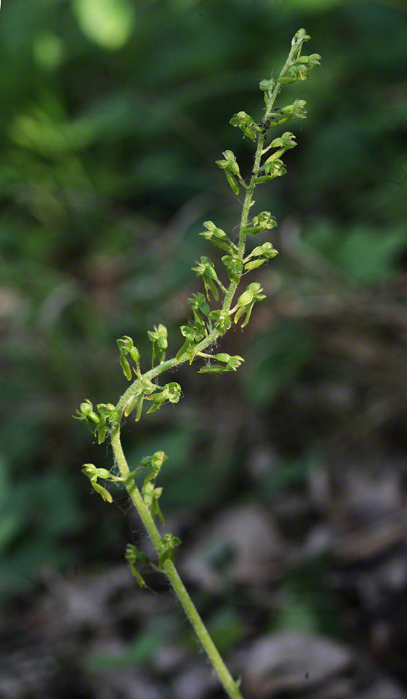Großes Zweiblatt - Listera ovata